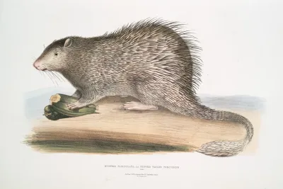 Tufted Tailed Porcupine Hystrix Fasiculata Histrix Fasciculata India