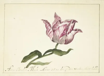 Tulip 3