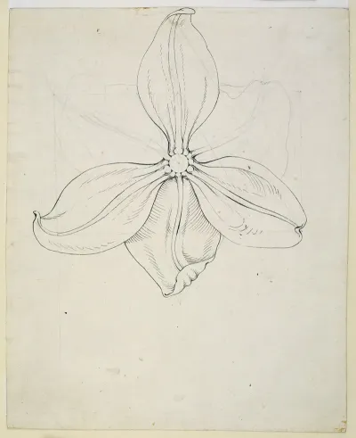 Tulip Blossom