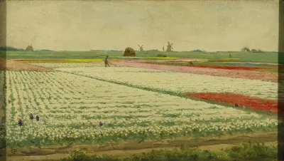 Tulip Fields 3