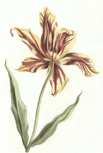 Tulip