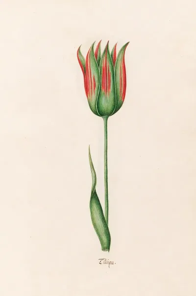 Tulipa 19