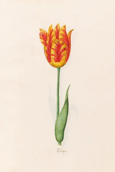 Tulipa 21