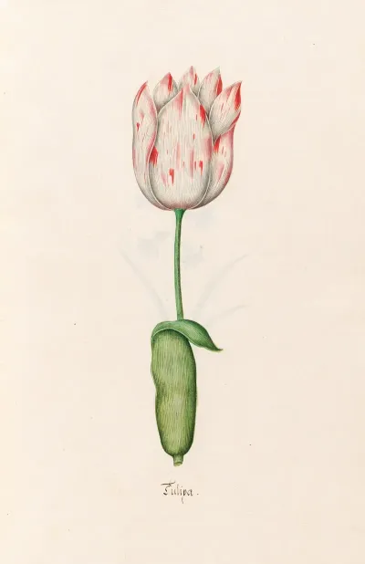 Tulipa 2