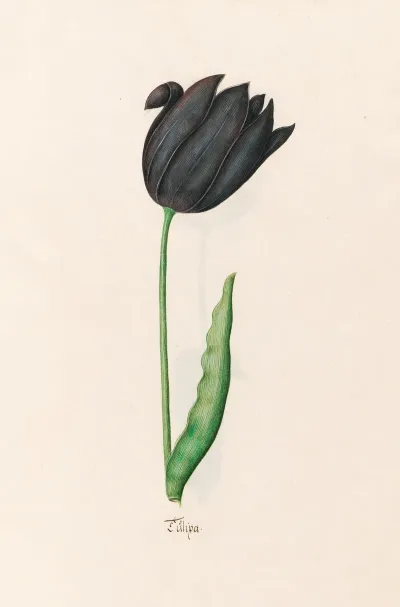 Tulipa 3