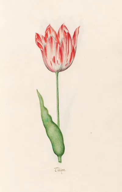 Tulipa 5