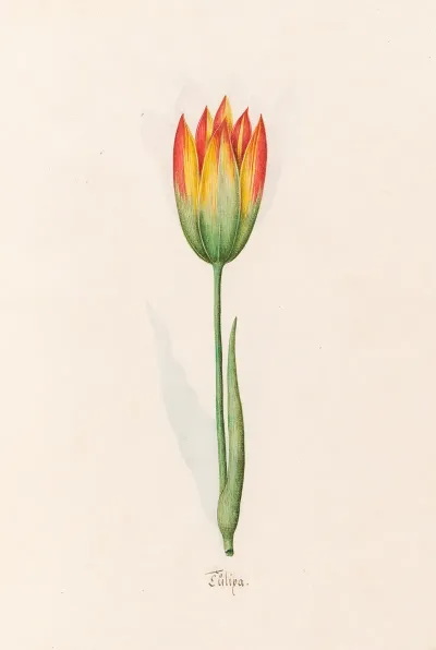 Tulipa 6