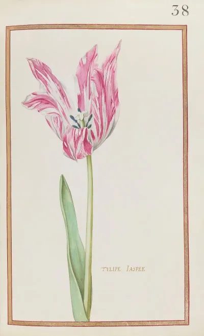 Tulipe Jaspee 2