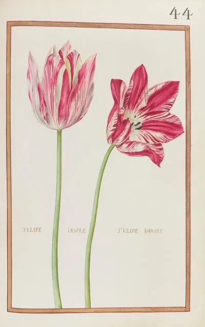 Tulipe Jaspee Tulipe Variee