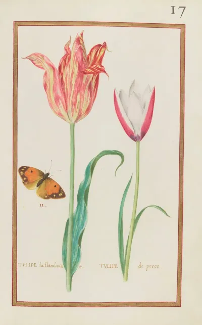 Tulipe La Flamboiante Tulipe De Perce