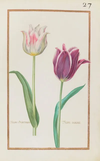 Tulipe Printanire Tulipe Bordee