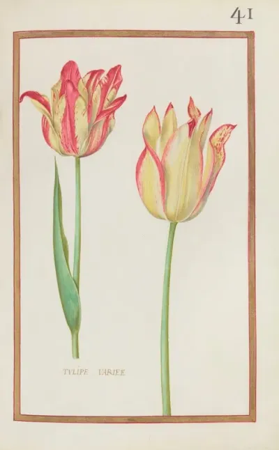 Tulipe Variee 2