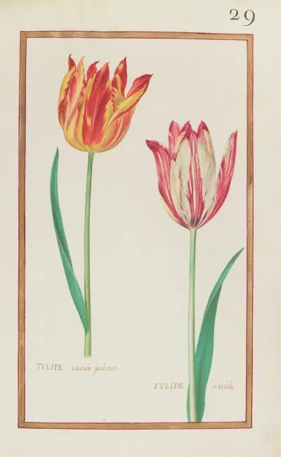 Tulipe Variee Paletot Tulipe Variee