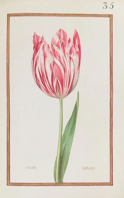Tulipe Variee