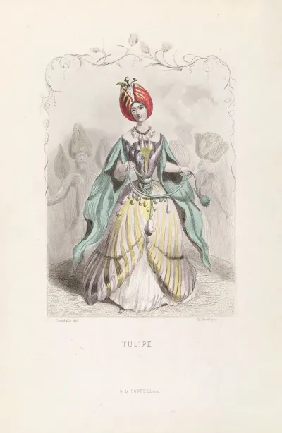 Tulipe