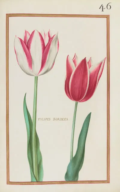 Tulipes Bordees 2