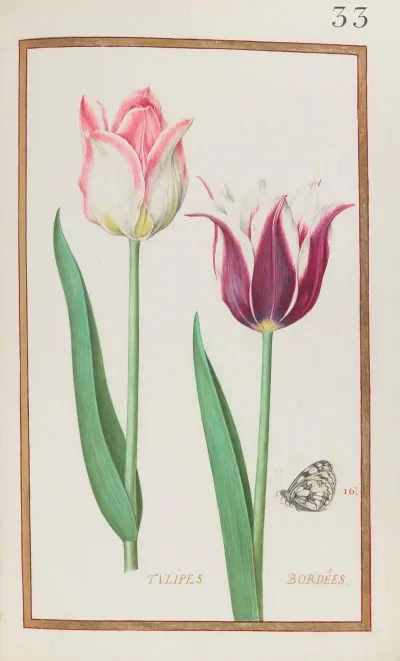 Tulipes Bordees