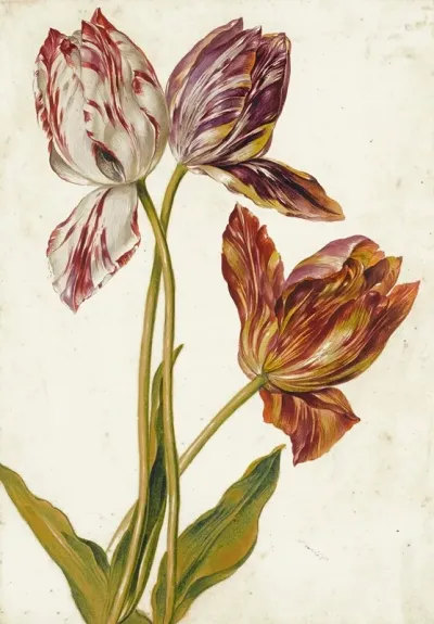 Tulips 2