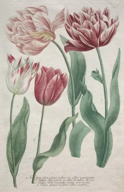 Tulips 4
