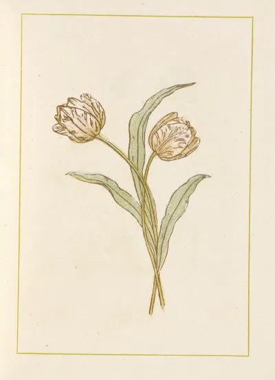 Tulips 6