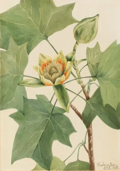Tuliptree Liriodendron Tulipifera 2