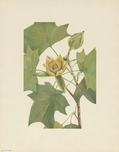 Tuliptree Liriodendron Tulipifera 3