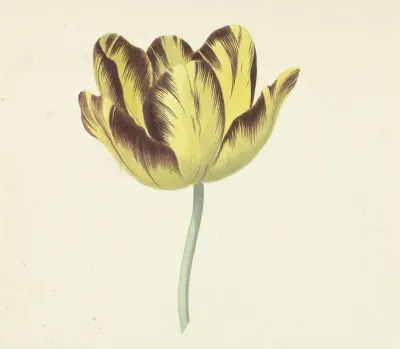 Tulp Genaamd Bizard Le Febure No 1