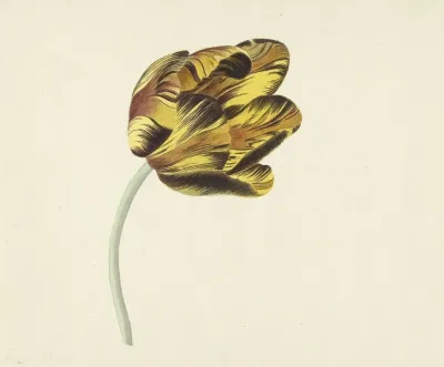 Tulp Genaamd Bizard Phoenix