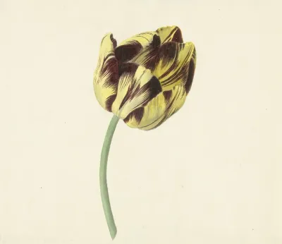 Tulp Genaamd Bizard Pontifex Romanus