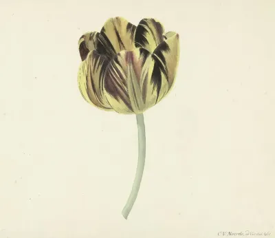 Tulp Genaamd Bizard Rosette