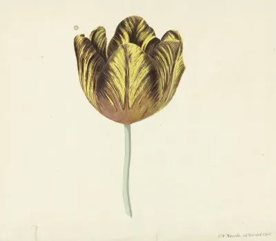 Tulp Genaamd Bizard Sub A