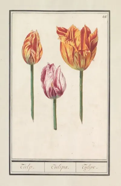 Tulp Tulipa 10