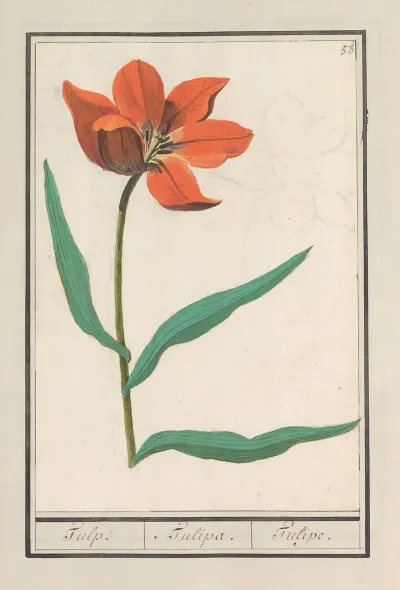 Tulp Tulipa 19