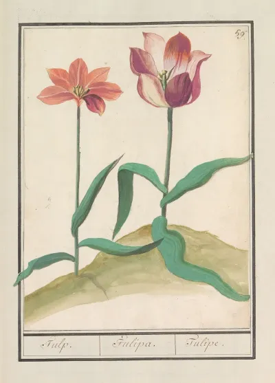 Tulp Tulipa 20