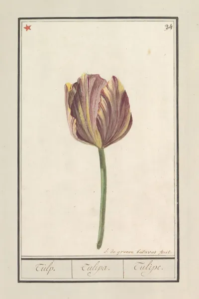 Tulp Tulipa 24
