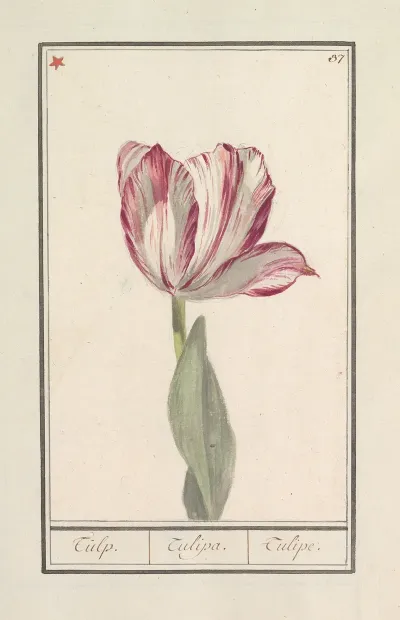 Tulp Tulipa 27