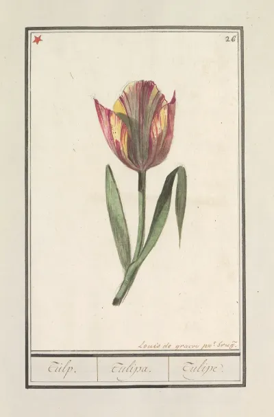 Tulp Tulipa 31