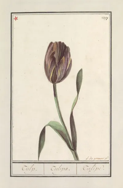 Tulp Tulipa 32