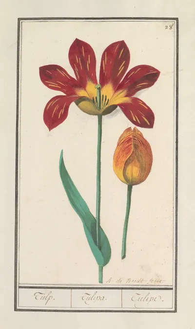 Tulp Tulipa 33