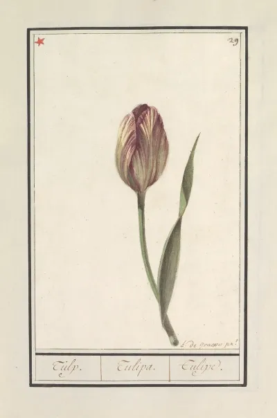Tulp Tulipa 34