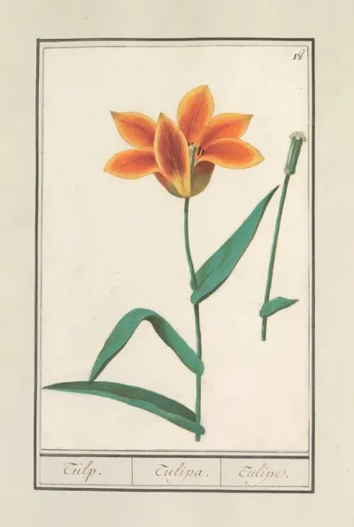 Tulp Tulipa 36
