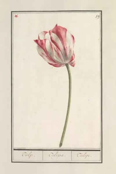 Tulp Tulipa 37