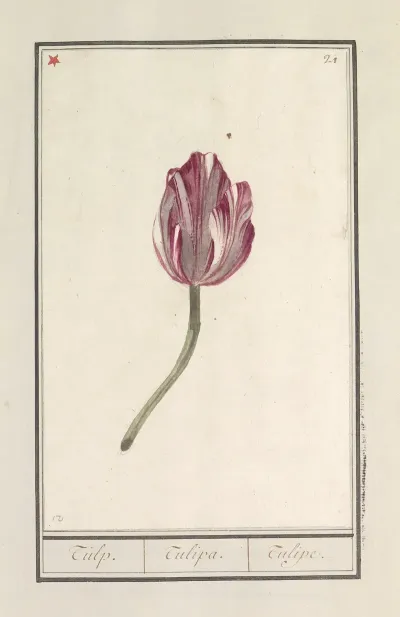 Tulp Tulipa 39