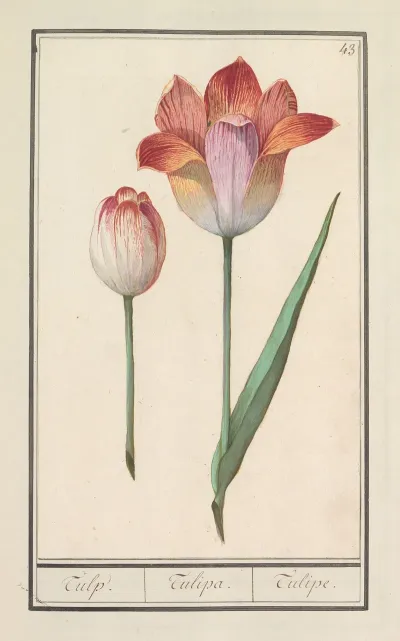 Tulp Tulipa 5