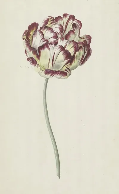 Tulp