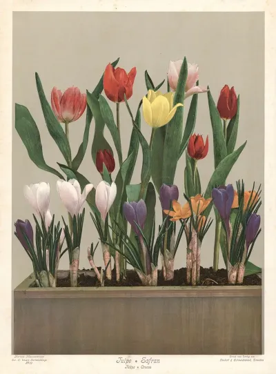Tulpe Safran Tulipa Crocus