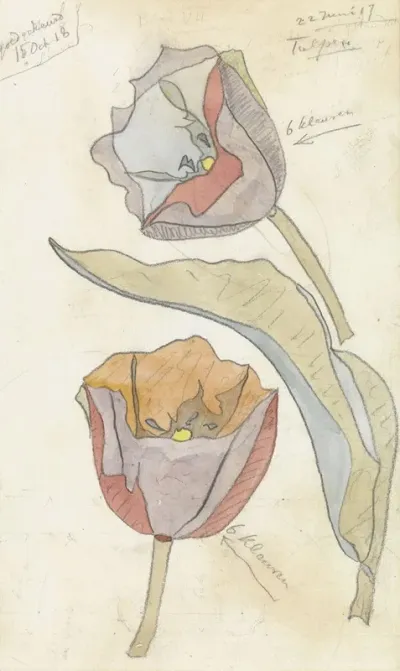 Tulpen