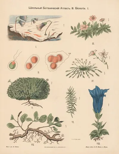 Tundra Plants