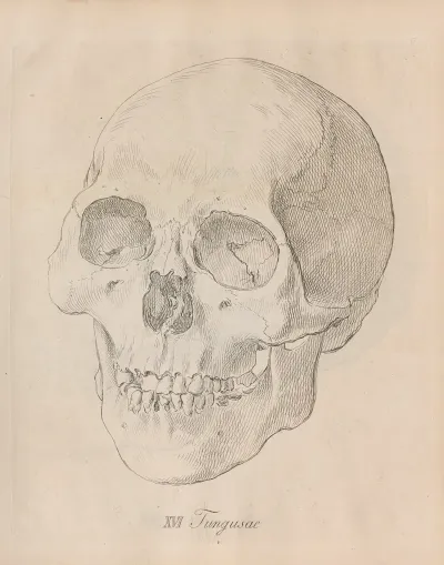 Tungusae