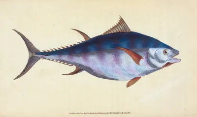 Tunny Scomber Thynnus